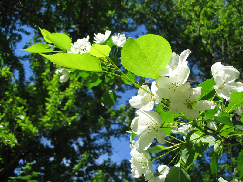 photo "spring!" tags: landscape, spring