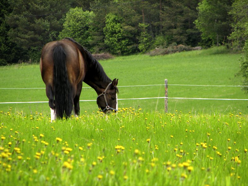 photo "On the summertime..." tags: landscape, nature, pets/farm animals, summer