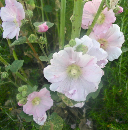 photo "Spring in Jerusalem" tags: nature, flowers