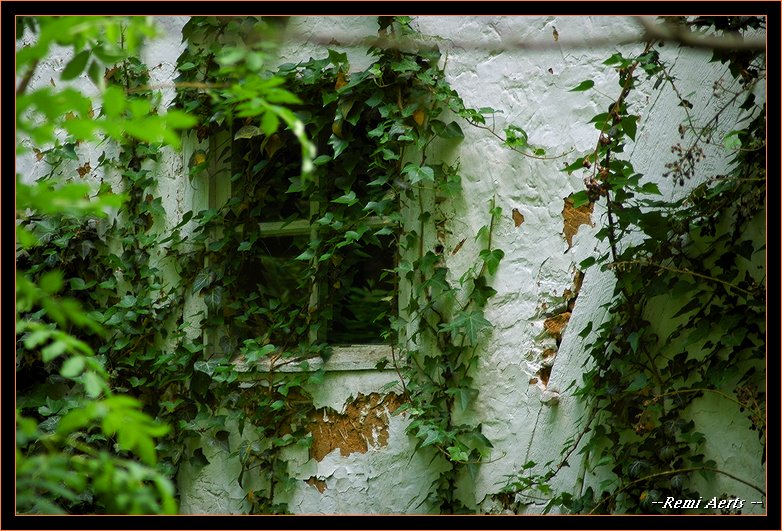 photo "deprived window" tags: architecture, nature, landscape, flowers