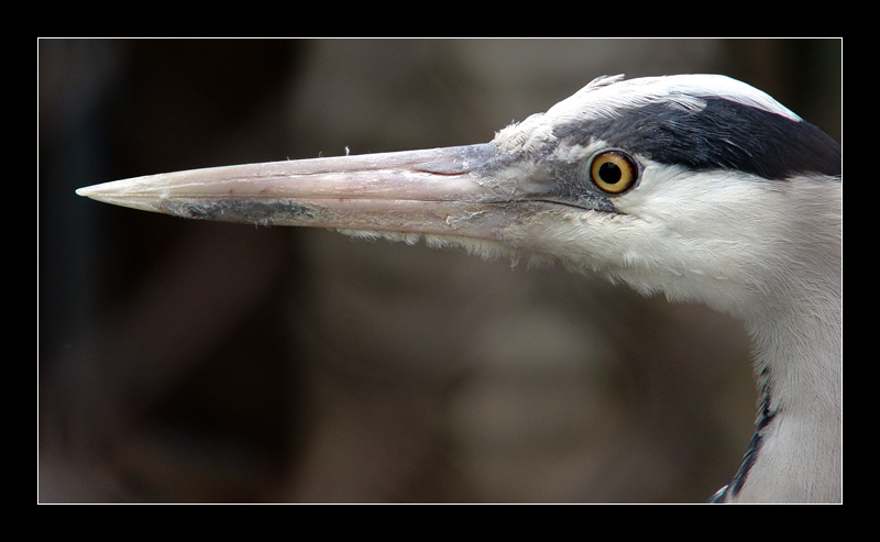 photo "Curious..." tags: nature, portrait, wild animals