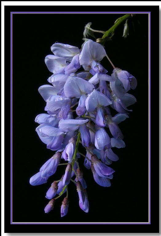 photo "Wisteria sinensis" tags: nature, flowers