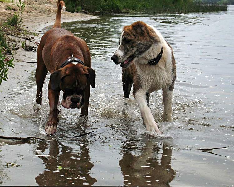 photo "Friends" tags: nature, misc., pets/farm animals