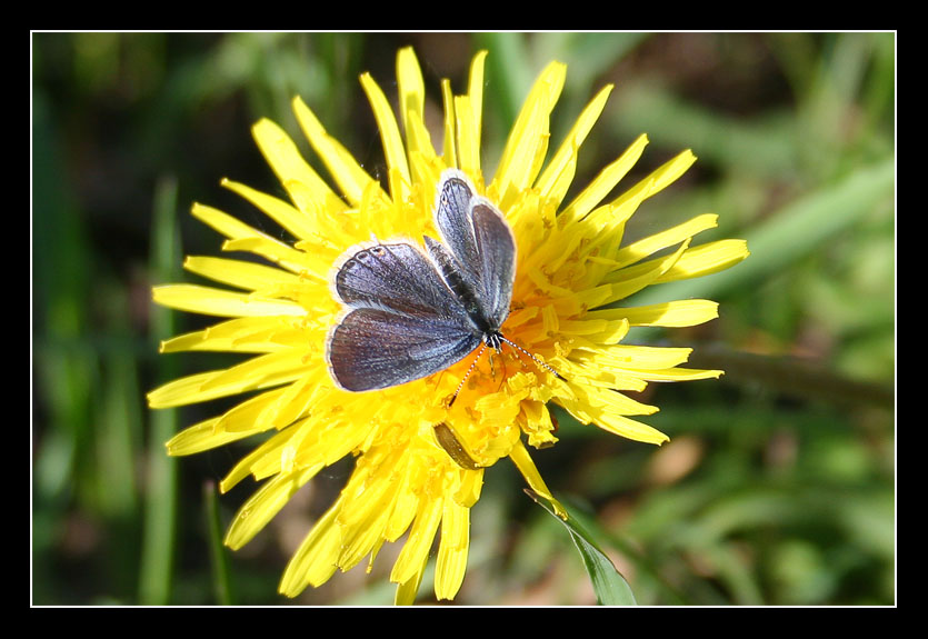 photo "#" tags: nature, insect