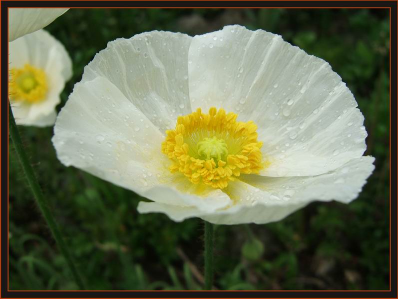 photo "***" tags: nature, flowers