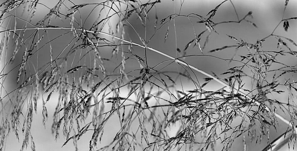 photo "simple things" tags: nature, flowers