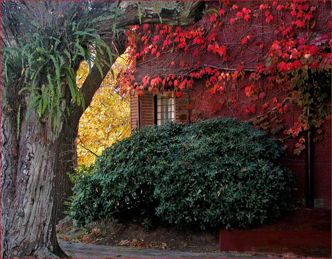 фото "autumn's paintbrushes" метки: пейзаж, осень