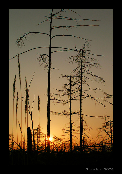 photo "Вечерний этюд с сорняком" tags: landscape, sunset