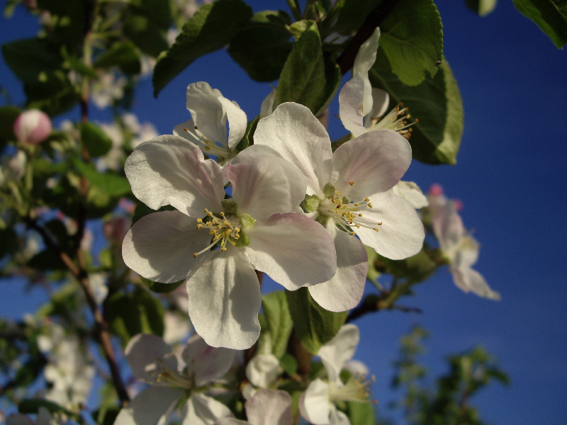 photo "***" tags: nature, flowers