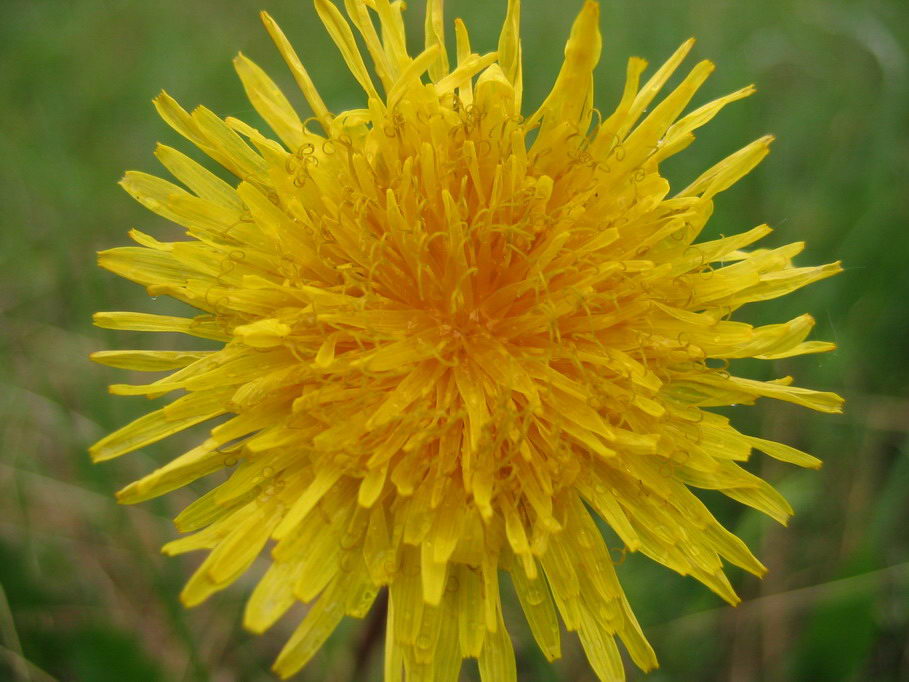 фото "Одуванчик полевой лекарственный" метки: природа, макро и крупный план, цветы