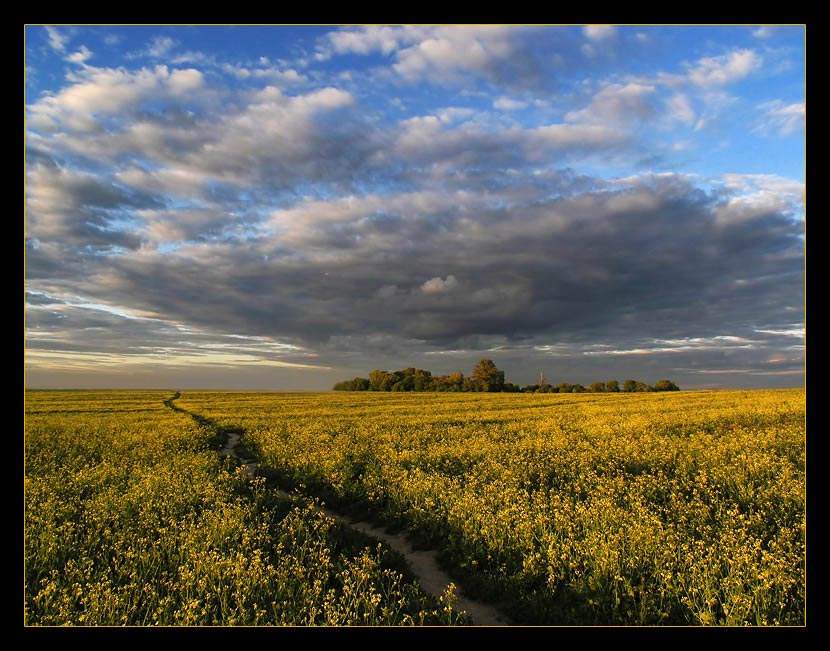 photo "June evening" tags: landscape, summer