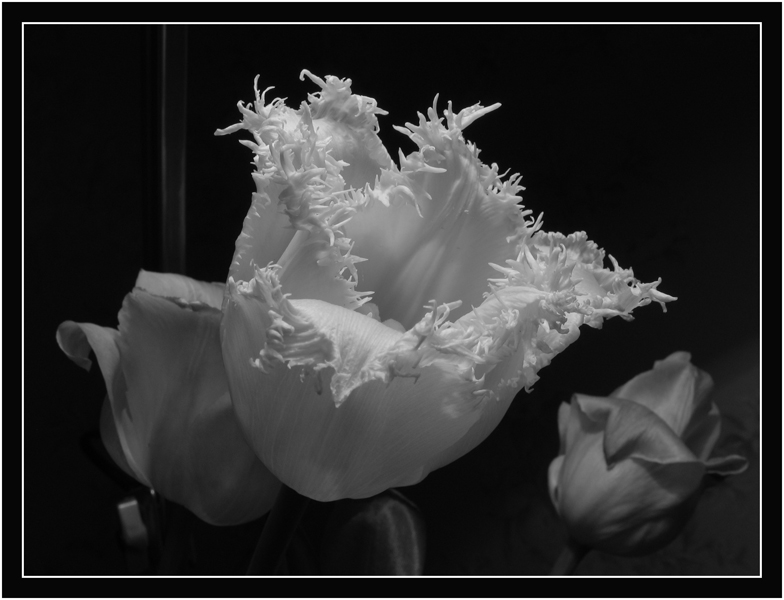 фото "тюльпан" метки: макро и крупный план, природа, цветы