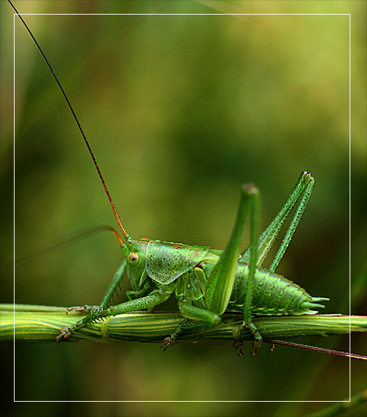 photo "***" tags: macro and close-up, 
