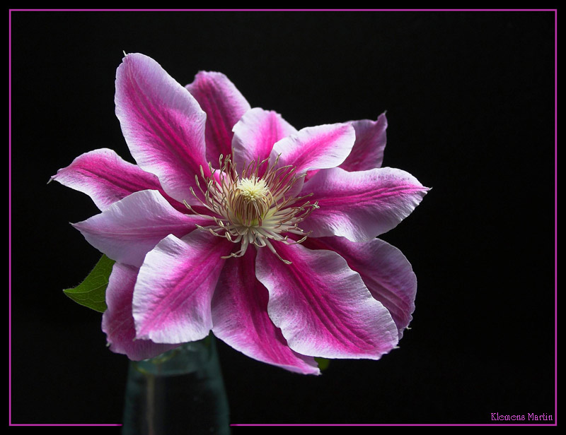 photo "Klematis" tags: nature, macro and close-up, flowers