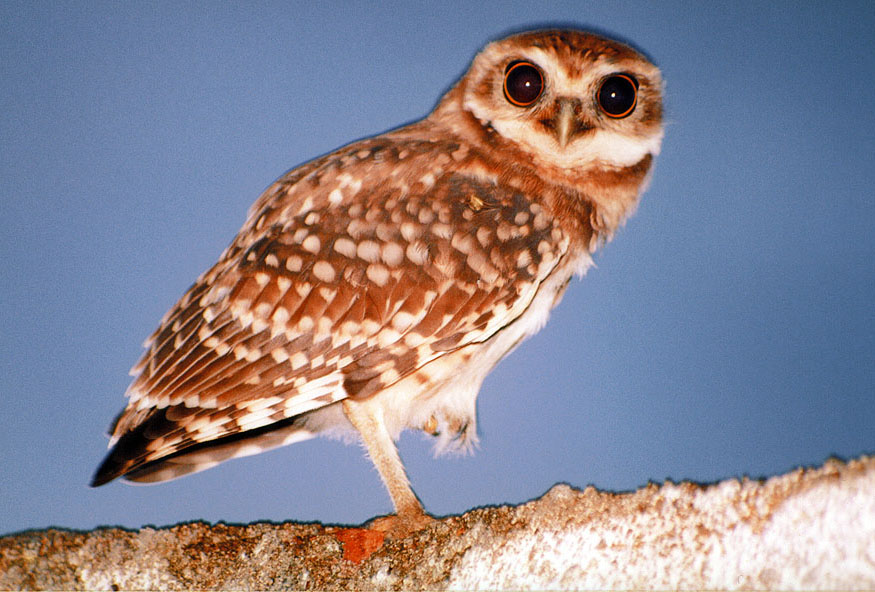 photo "Owl" tags: , 