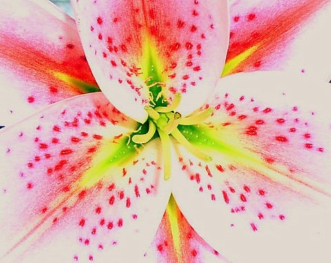 photo "Pink Lily" tags: macro and close-up, 