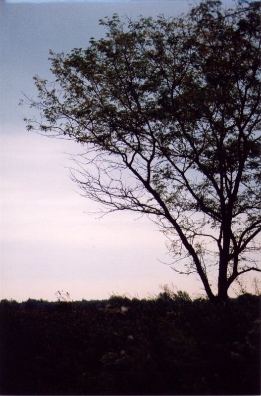 photo "Solitude" tags: landscape, nature, autumn, flowers