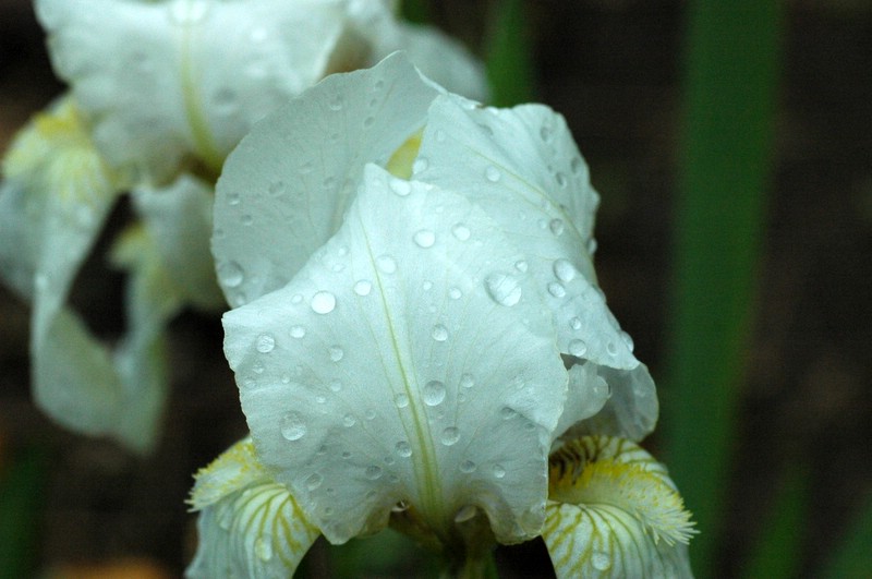 photo "After the rain" tags: nature, macro and close-up, flowers