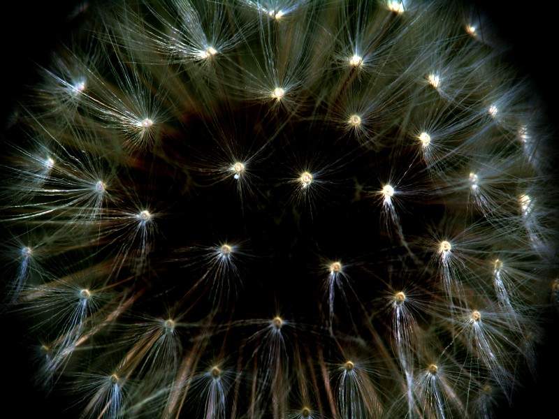 photo "tiny stars which we do not notice" tags: macro and close-up, abstract, 