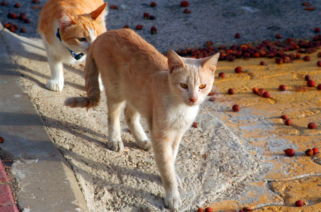 photo "Recognising" tags: genre, nature, pets/farm animals