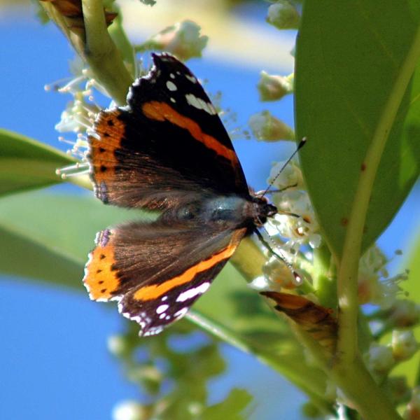 photo "Vulcain" tags: nature, insect