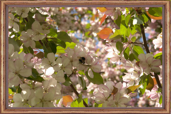 photo "Яблоня в цвету" tags: nature, flowers
