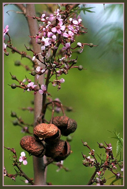 photo "Mexican Buckeye" tags: nature, flowers