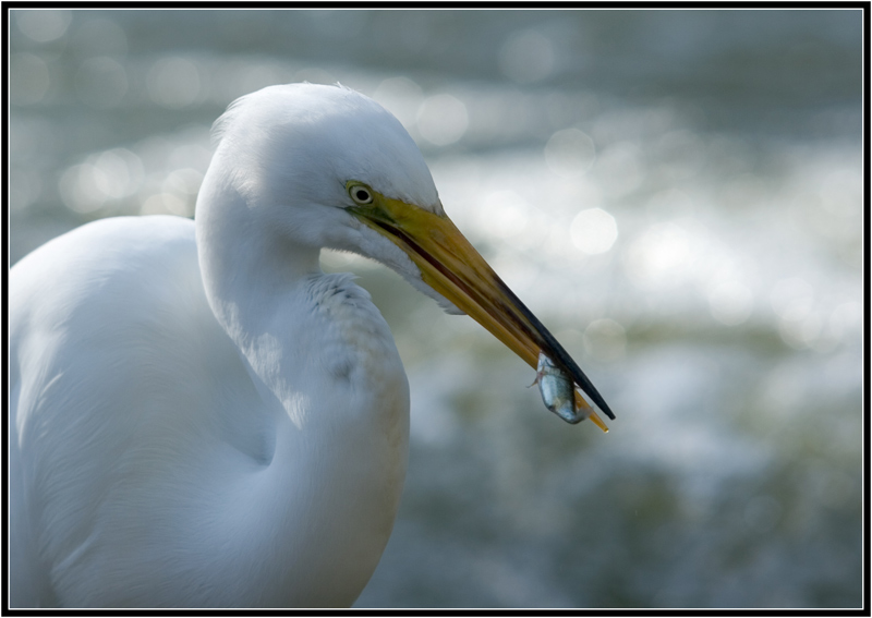 photo "Fish For Dinner" tags: nature, wild animals