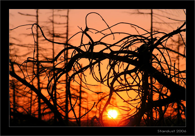 photo "Лесная путаница" tags: landscape, forest, sunset