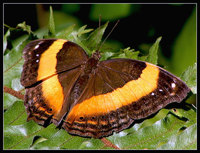 photo "***" tags: nature, insect