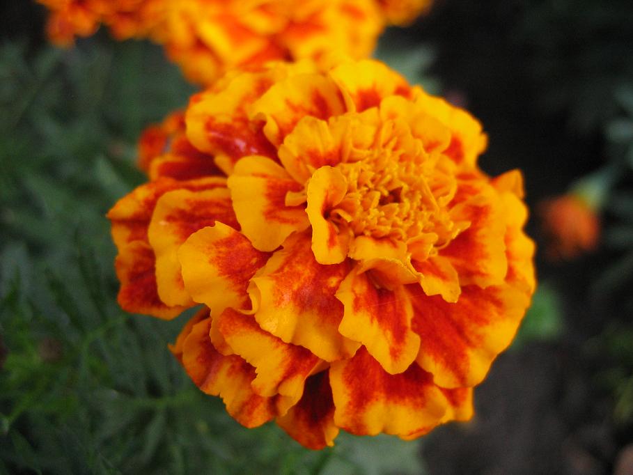 фото "Оранжевое настроение" метки: природа, макро и крупный план, цветы
