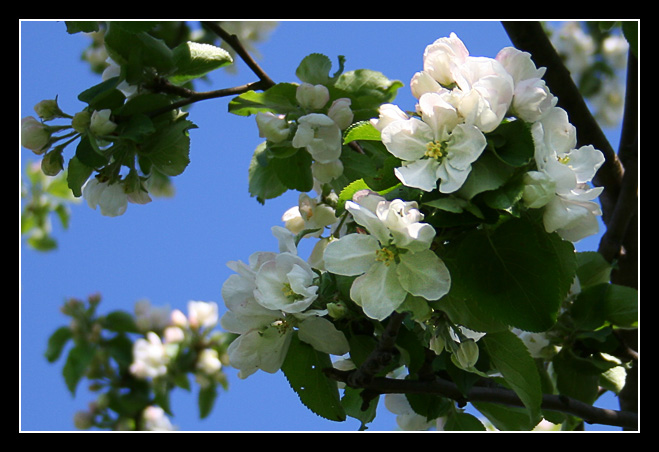 photo "#" tags: nature, flowers