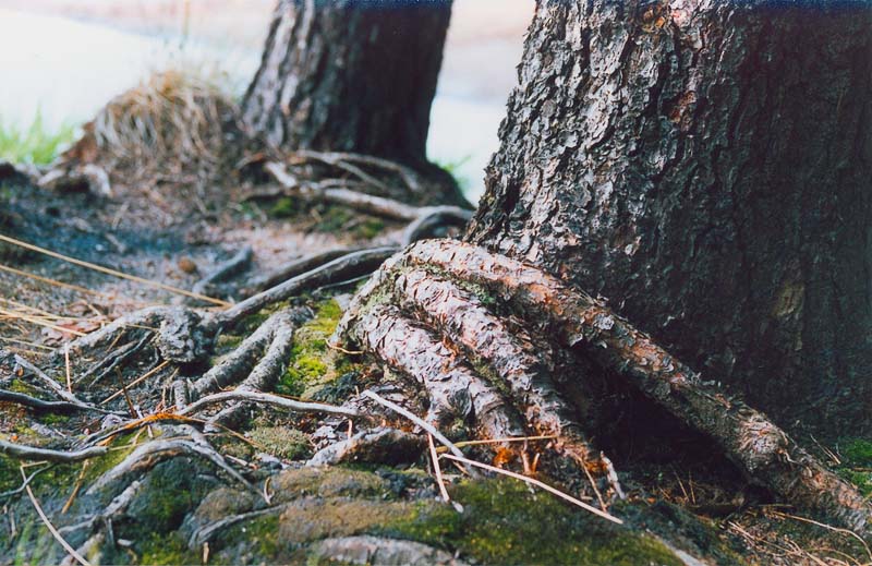 photo "The Terrible Paw" tags: landscape, humor, summer