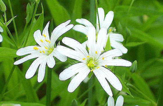 photo "***" tags: macro and close-up, 