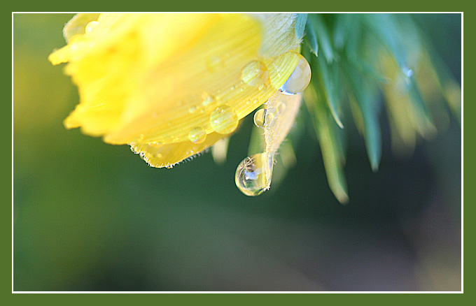photo "Afte the rain" tags: nature, macro and close-up, flowers
