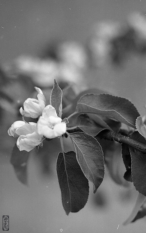 photo "apple tree flower" tags: nature, black&white, flowers