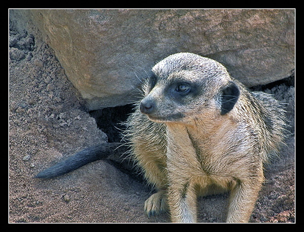 photo "***" tags: nature, wild animals