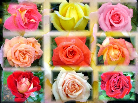 фото "roses" метки: природа, цветы