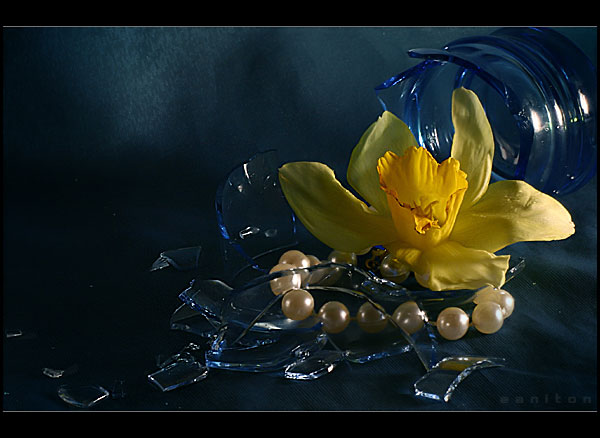 photo "about beauty of the broken hearts" tags: still life, 