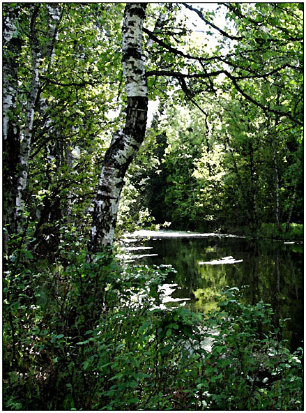 фото "Старый пруд" метки: пейзаж, вода, лес