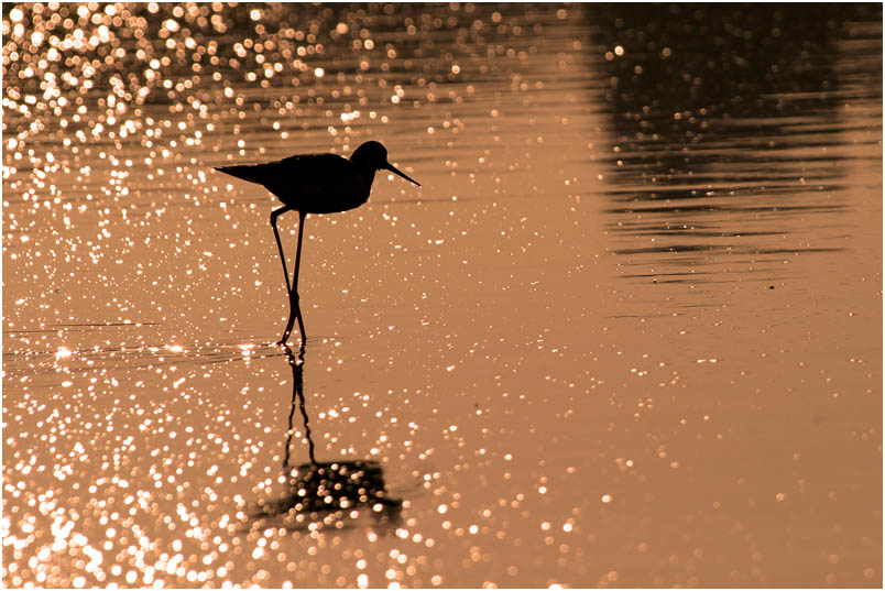 photo "Black-winged stilt" tags: nature, travel, Europe, wild animals