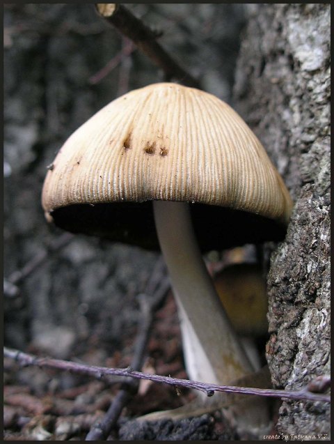 фото "mushroom" метки: природа, макро и крупный план, 