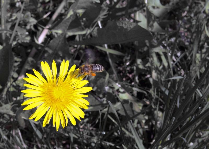 фото "bzzz..." метки: природа, насекомое, цветы