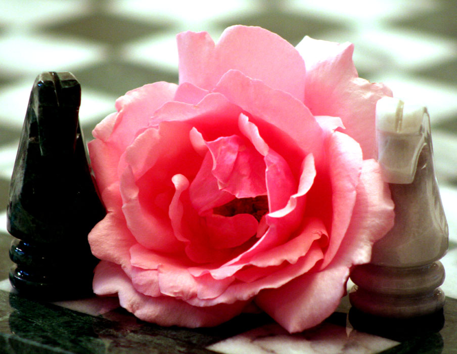 photo "Two Knights and A Rose" tags: still life, genre, 