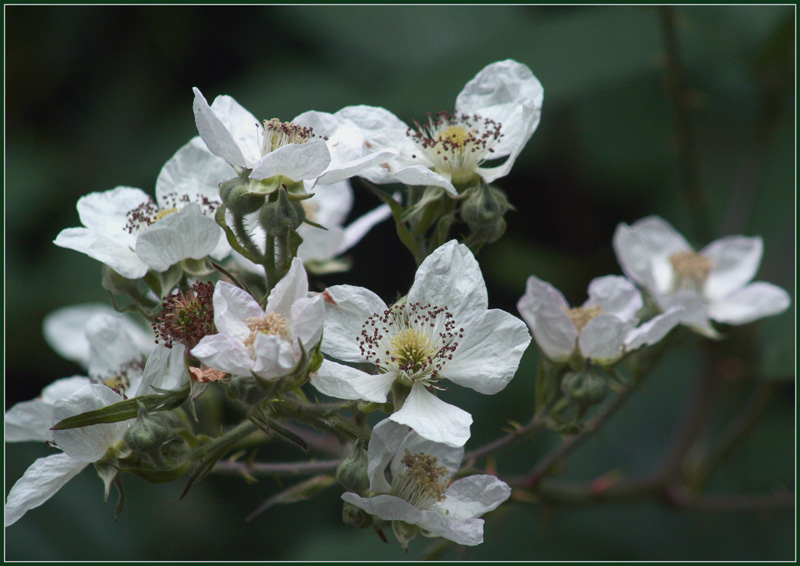 photo "Morning freshness" tags: nature, macro and close-up, flowers