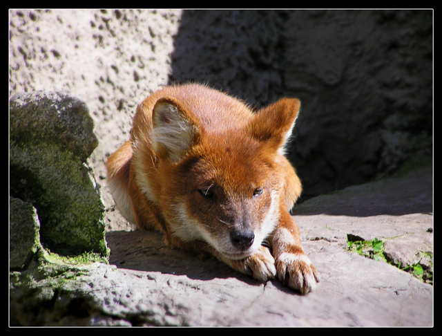 photo "Fox" tags: nature, wild animals