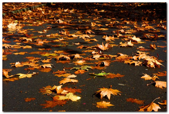 фото "Листья желтые нам под ноги ложаться..." метки: природа, цветы