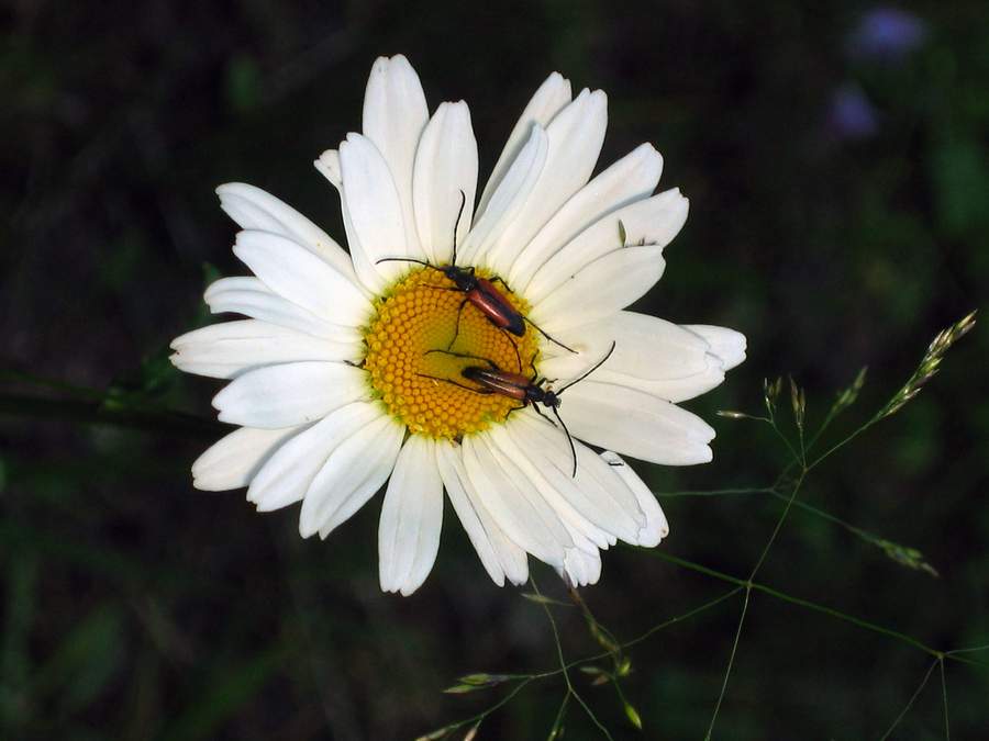 photo "***" tags: nature, insect