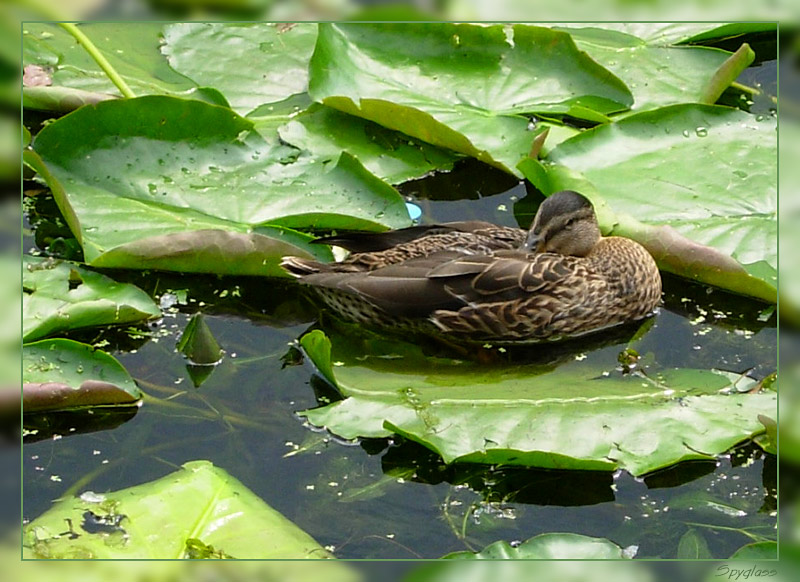 photo "***" tags: landscape, nature, water, wild animals