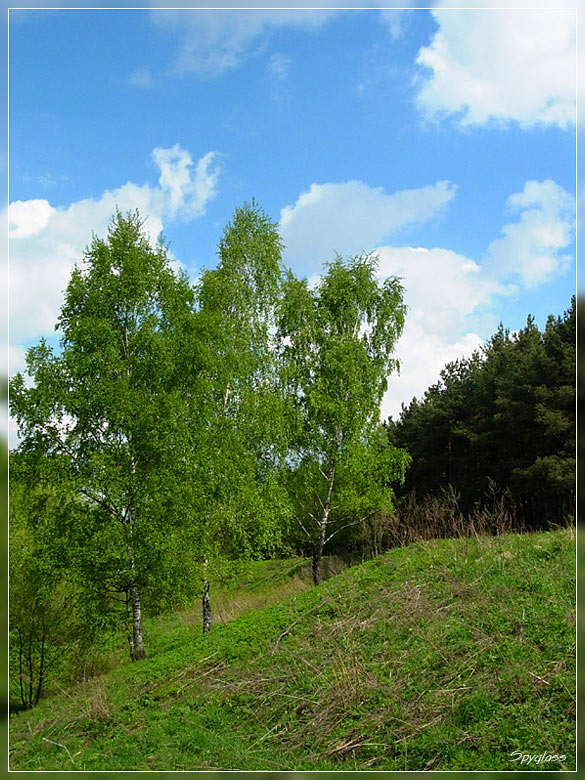 photo "***" tags: landscape, forest, summer